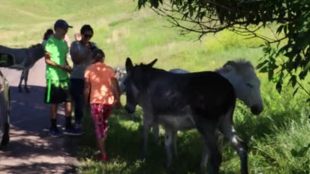 2019 Custer Park Dakota Del Sur Burros Asnos Salvajes — Vídeos de Stock