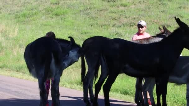 2019 Custer Park Dakota Del Sur Burros Asnos Salvajes — Vídeos de Stock