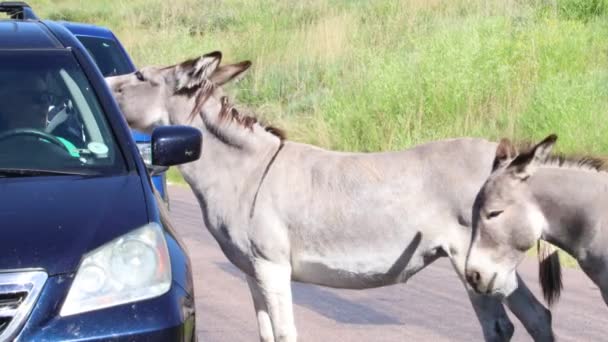 2019 Custer Park Dakota Del Sur Burros Asnos Salvajes — Vídeo de stock