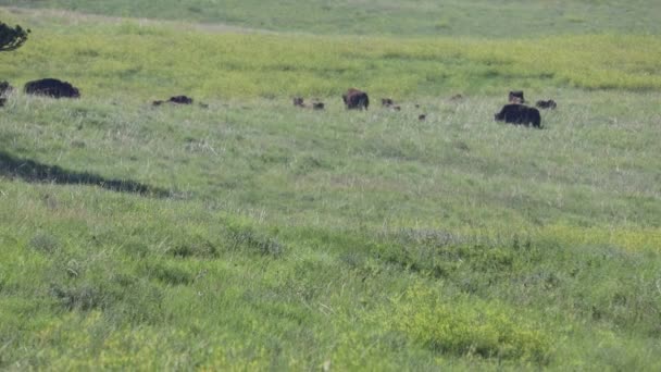 Bison Nel Dakota Del Sud — Video Stock