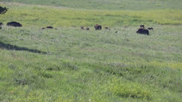Bison dans le Dakota du Sud 