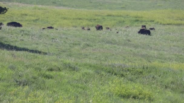 Bison South Dakota — Stock Video