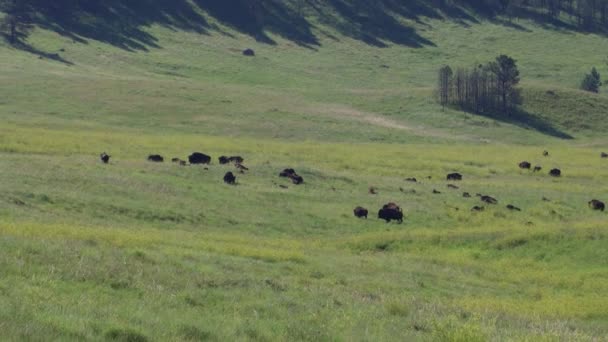 Bison Dans Dakota Sud — Video