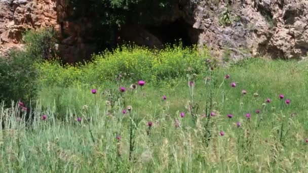 南达科他州的野花 — 图库视频影像