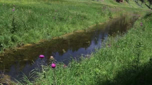 Wildflowers Dakocie Południowej — Wideo stockowe