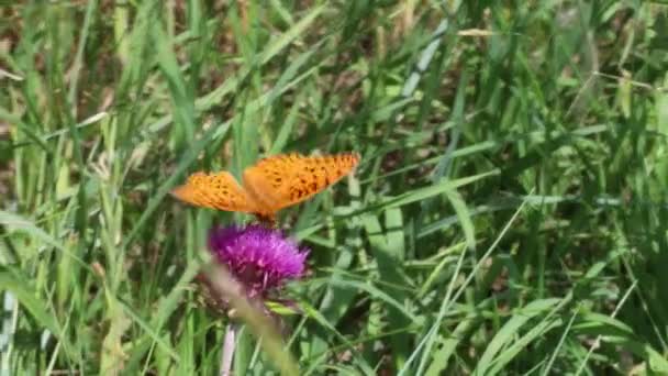 Borboleta Uma Flor — Vídeo de Stock