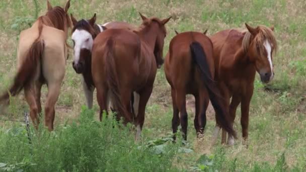 Cavalos Selvagens Sul Dakota — Vídeo de Stock