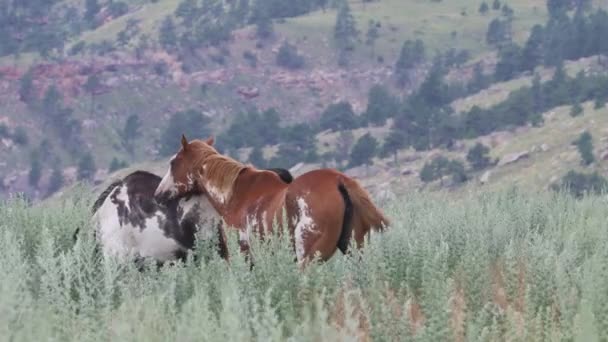Дикие Лошади Южной Дакоте — стоковое видео