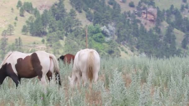 Cavalos Selvagens Sul Dakota — Vídeo de Stock