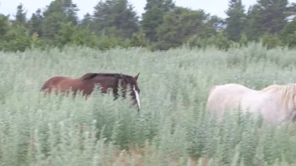 Cavalos Selvagens Sul Dakota — Vídeo de Stock