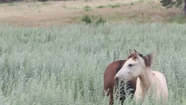 Vilda Hästar South Dakota — Stockvideo