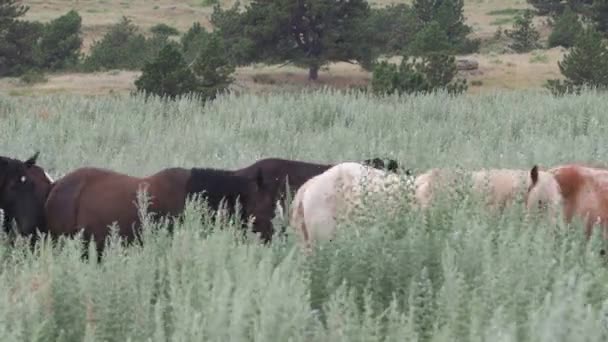 Cavalli Selvatici Nel Sud Dakota — Video Stock