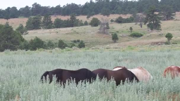 Caballos Salvajes Sur Dakota — Vídeos de Stock