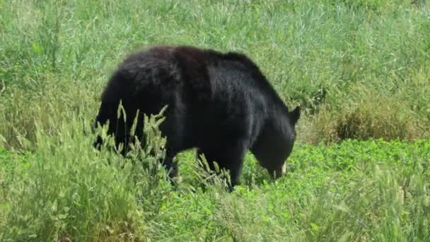Bears Bear Country South Dakota — Stock Video