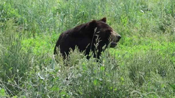 Björnar Björnlandet South Dakota — Stockvideo