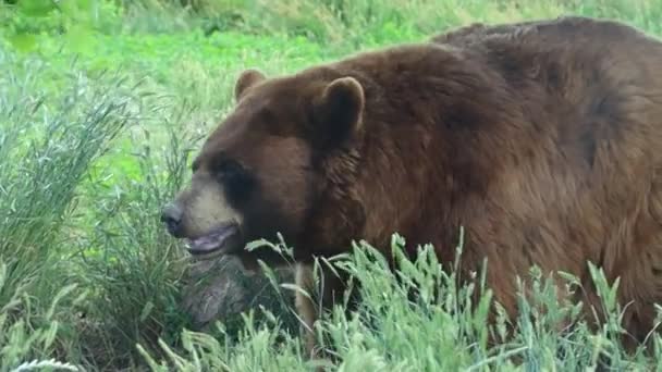 Медведи Медвежьей Стране Южная Дакота — стоковое видео