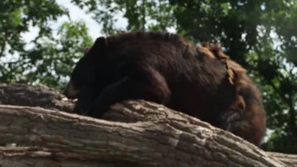 Beren Bear Country South Dakota — Stockvideo