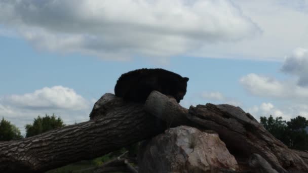 Björnar Björnlandet South Dakota — Stockvideo