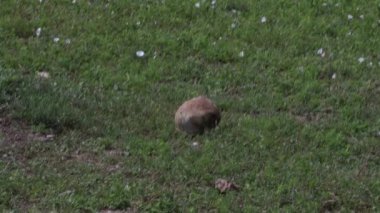 Çayır köpekleri, Güney Dakota
