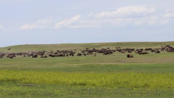 Bison Nel Dakota Del Sud — Video Stock