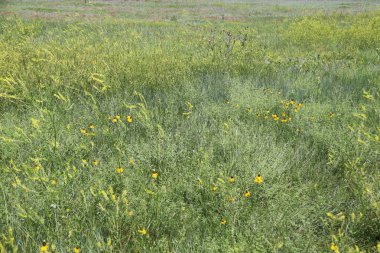 Güney Dakota 'da Custer Devlet Parkı