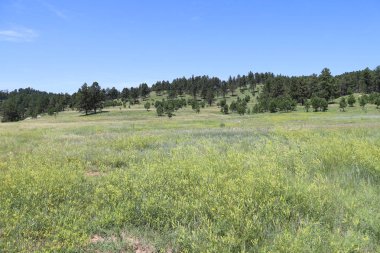 Güney Dakota 'da Custer Devlet Parkı