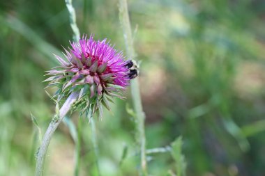 Güney Dakota 'da Custer Devlet Parkı