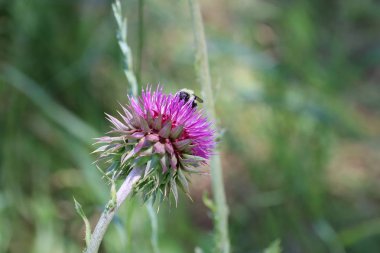 Güney Dakota 'da Custer Devlet Parkı