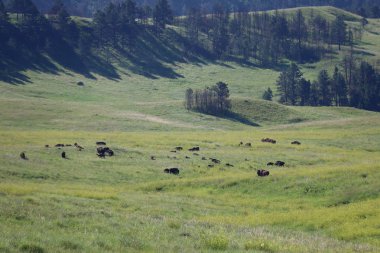 Güney Dakota 'da Custer Devlet Parkı