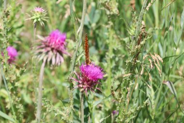 Güney Dakota Cave Wind Milli Parkı