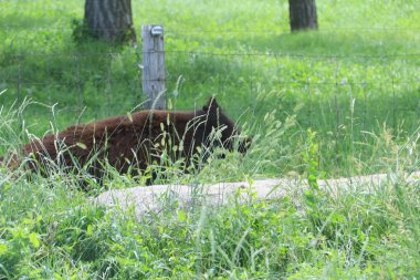 Vahşi hayvanlar korumak, Güney Dakota ayı Country Park