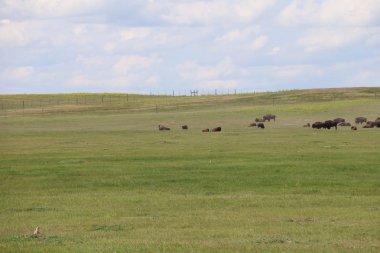 Bizon Güney Dakota'daki Badlands Ulusal Parkı içinde