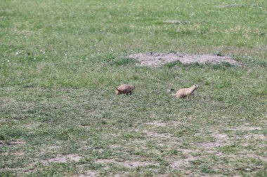 Güney Dakota Badlands Milli Parkı 'nda prarie köpekler