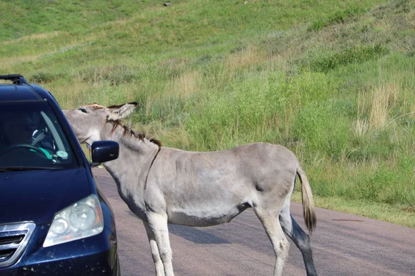 Asini selvatici e cavalli nel parco statale Custer nel Dakota del Sud — Foto Stock