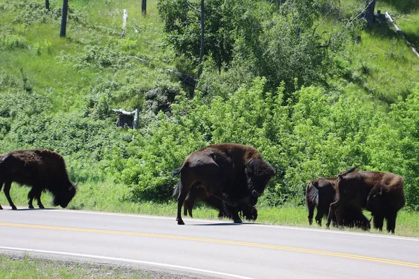 Bison in Custer state park in South Dakota — Stock Photo, Image