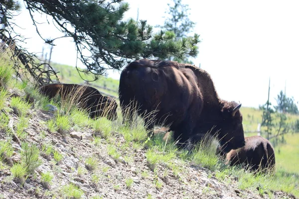 Bison dans le parc de l'état de Custer dans le Dakota du Sud — Photo