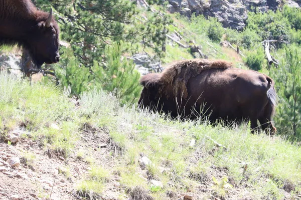 Bison ve státním parku Custer v Jižní Dakotě — Stock fotografie