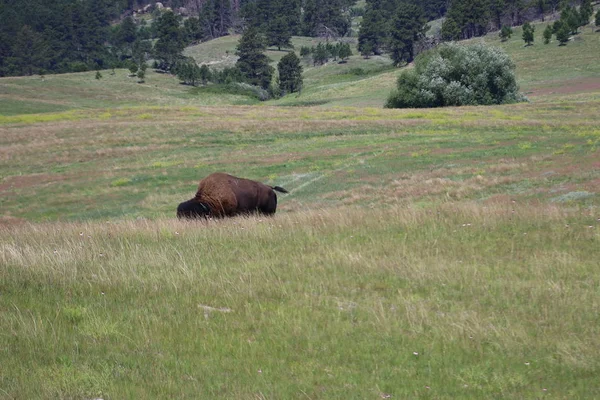 Bison in Custer state park in South Dakota — Stock Photo, Image