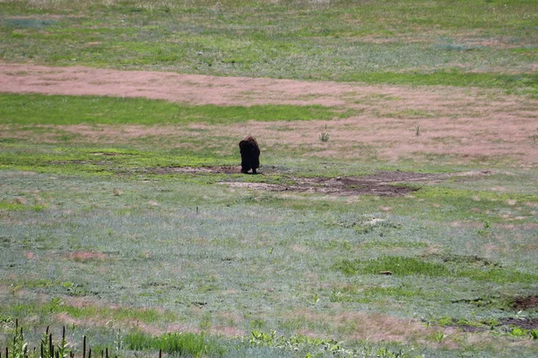 Bison dans le parc de l'état de Custer dans le Dakota du Sud — Photo