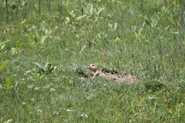 Parc national Custer dans le Dakota du Sud — Photo