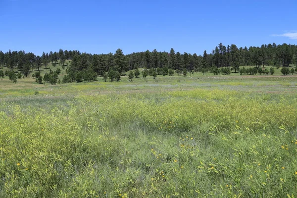 Custer State Park in South Dakota — Stockfoto