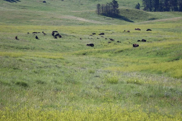 Custer State Park in South Dakota — Stockfoto