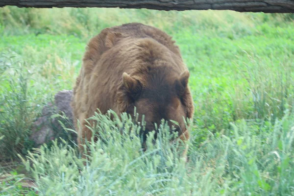 Wildtiere im Reservat, Bear Country Park in South Dakota — Stockfoto