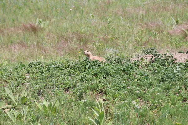 サウスダコタ州のケイブウィンド国立公園 — ストック写真