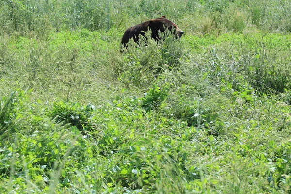 Animali selvatici in conserva, parco di campagna dell'orso nel Dakota del Sud — Foto Stock