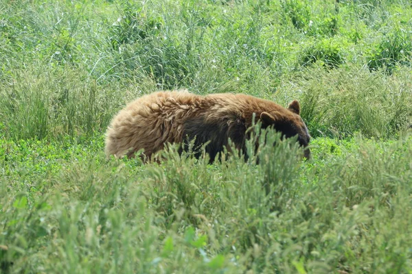 Animali selvatici in conserva, parco di campagna dell'orso nel Dakota del Sud — Foto Stock