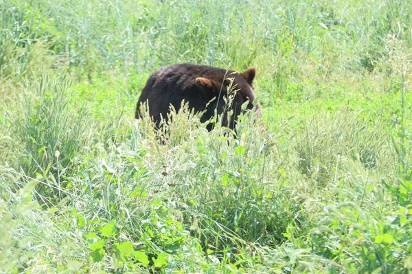 Animali selvatici in conserva, parco di campagna dell'orso nel Dakota del Sud — Foto Stock