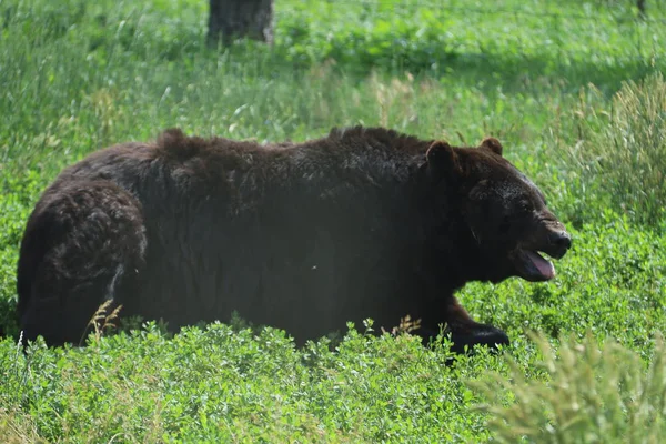 Wild Animals in preserve, bear country park in South Dakota — Stock Photo, Image