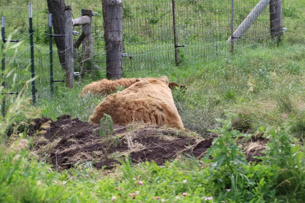 Dzikie zwierzęta w zachowaniu, Bear Country Park w Dakocie Południowej — Zdjęcie stockowe