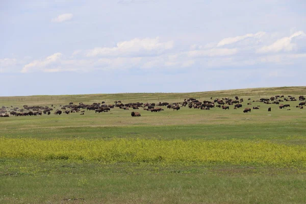 Bizon w Badlands National Park, w stanie Dakota Południowa — Zdjęcie stockowe